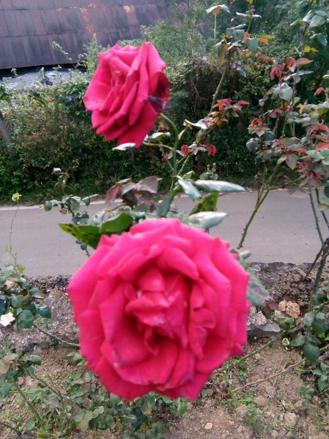 Nuwara Eliya Mountain View Homestay Luaran gambar